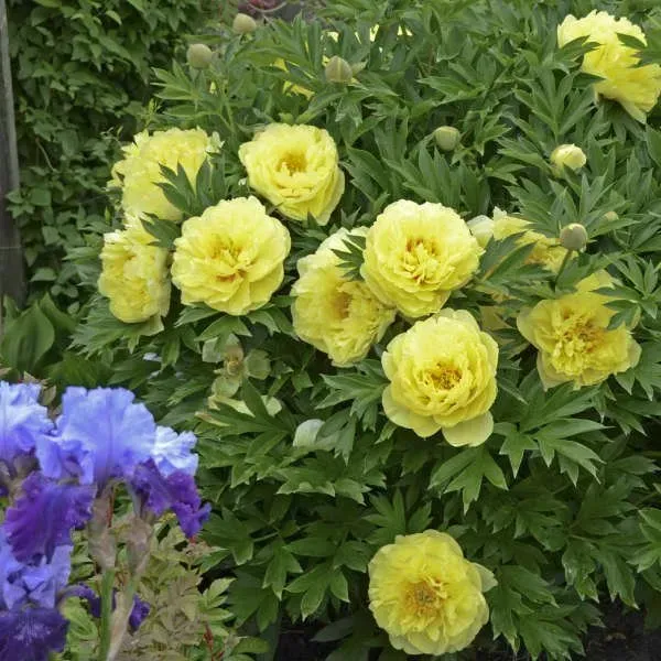 I love my Itoh Peony, Bartzella.