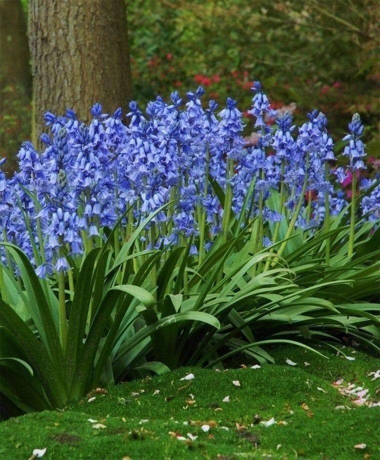 Bluebell flowers blooming in a garden bed near a tree trunk, with vibrant blue petals and green foliage.
