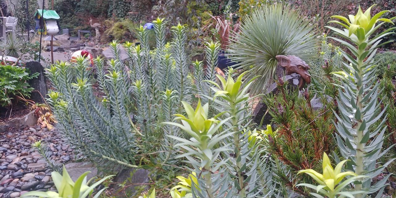A garden filled with various plants, including tall spiky plants with yellow tips.