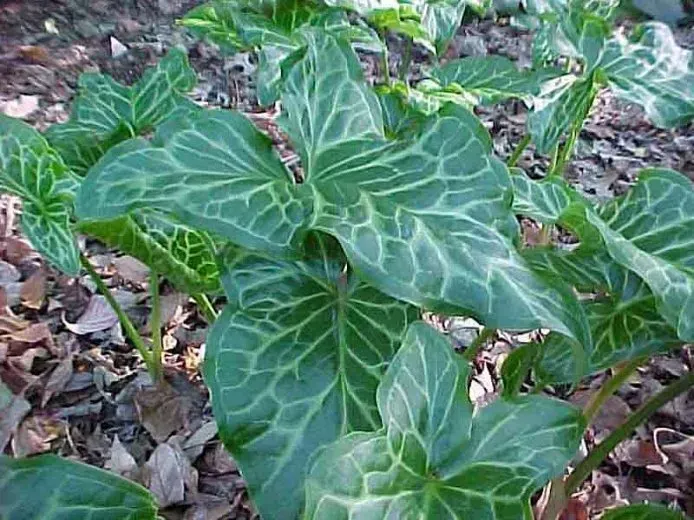 Green leaves with light green vein-like patterns. The plants are growing in an outdoor, natural setting with fallen leaves.