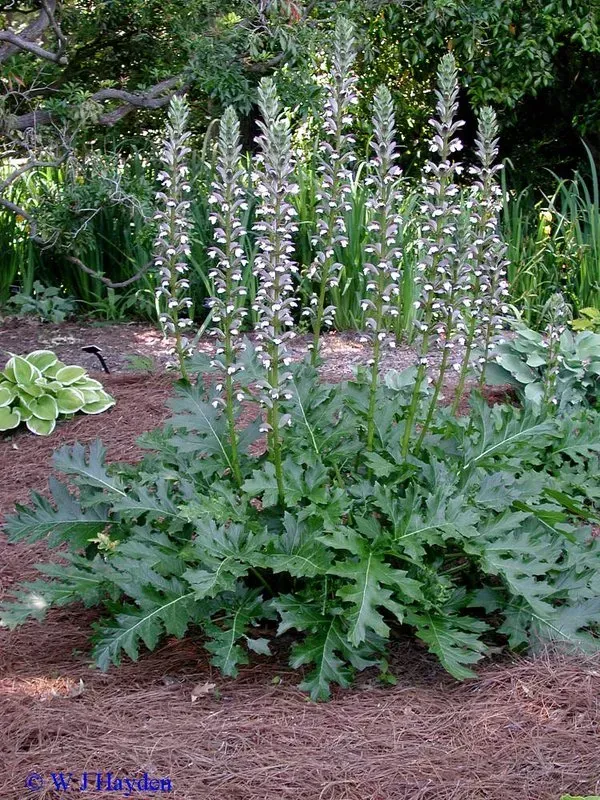 Clump of Bear's Breeches with large, lobed green leaves and tall stalks of white and purple flowers, in a garden bed.