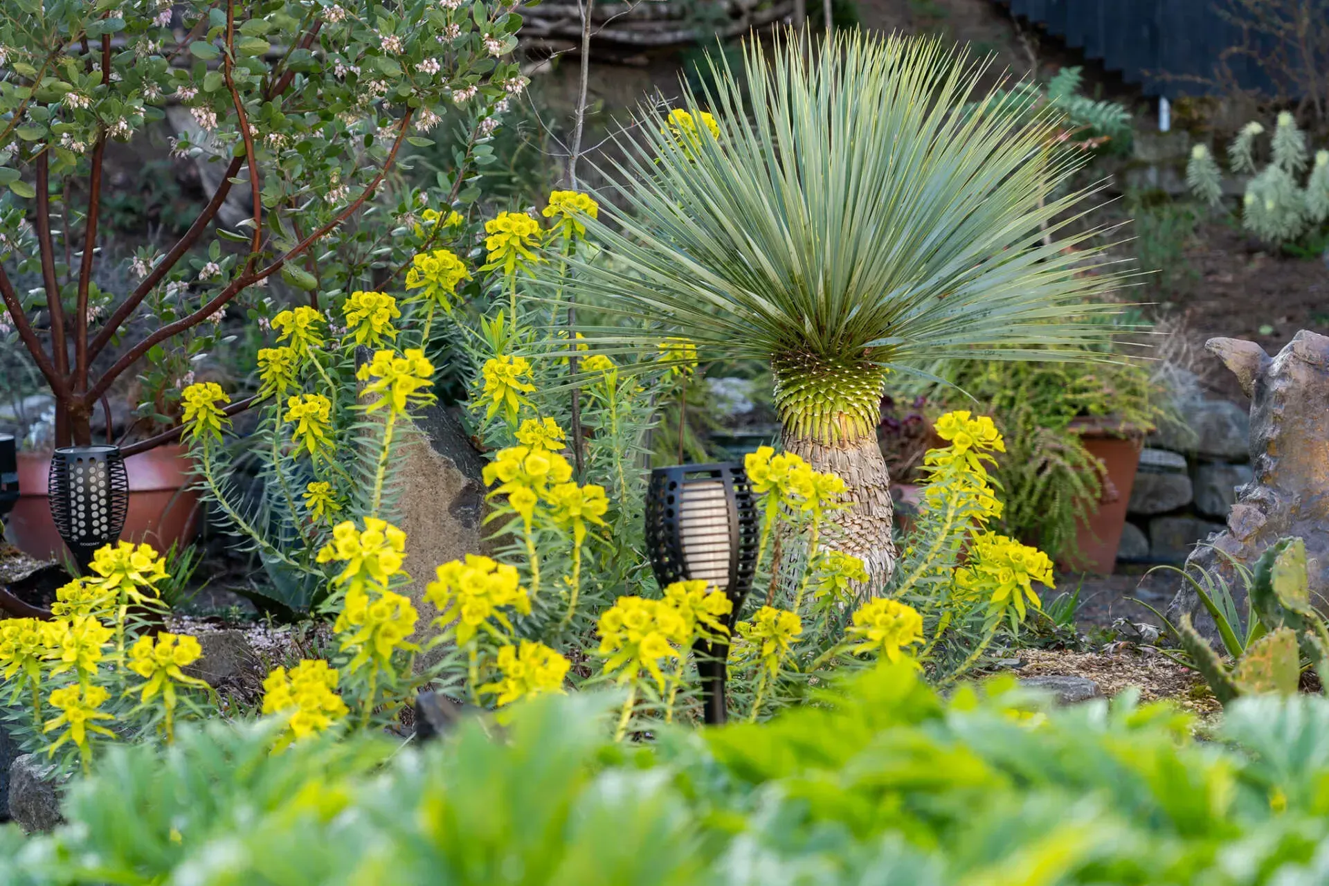 A garden scene with bright yellow flowers in the foreground, a spiky succulent plant in the center, and other potted plants.