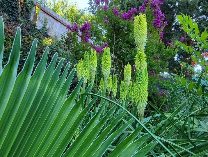 Green, spiky flowers bloom in a garden, framed by palm leaves and purple flowers in the background.