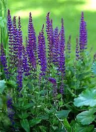 Purple spiky flowers blooming in a garden with green foliage and a blurred green background.
