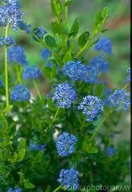 Blue ceanothus shrub with clusters of small, vibrant blue flowers and green leaves.
