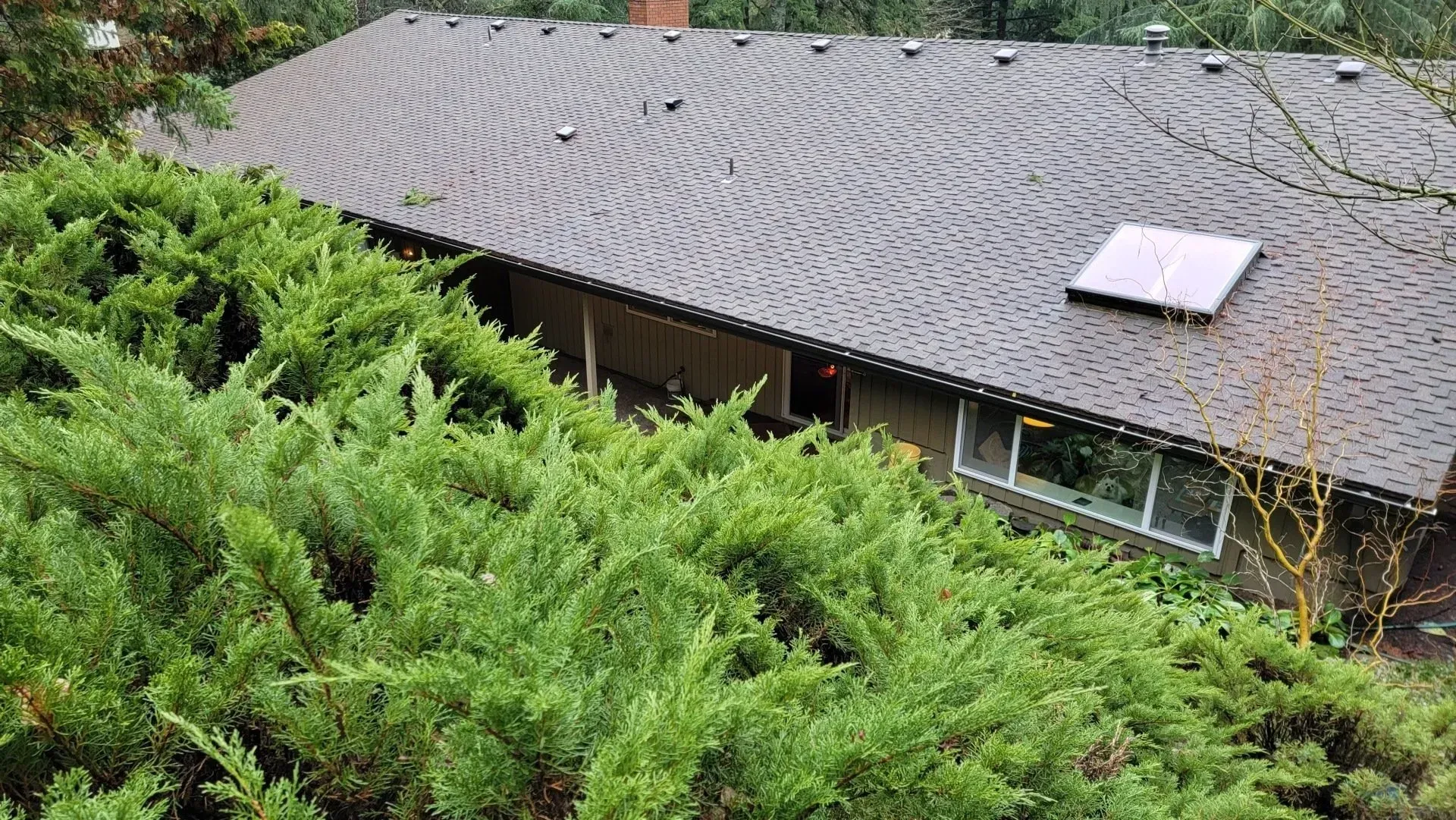 Low-angle view of a house with a dark roof, partially obscured by dense green bushes.