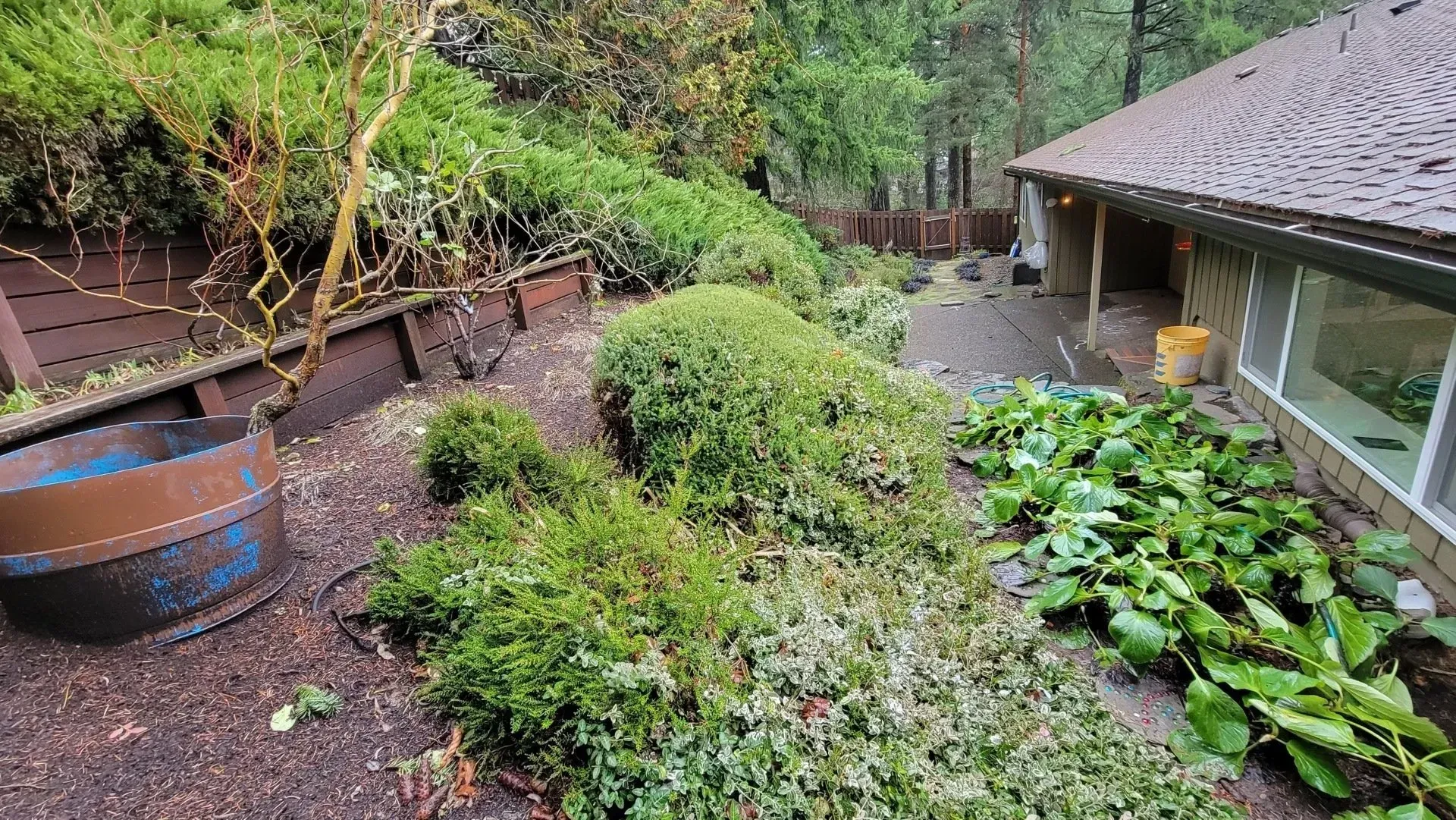 Overgrown yard with trimmed bushes and greenery near a house with a brown roof and wooden deck. A metal barrel is visible.