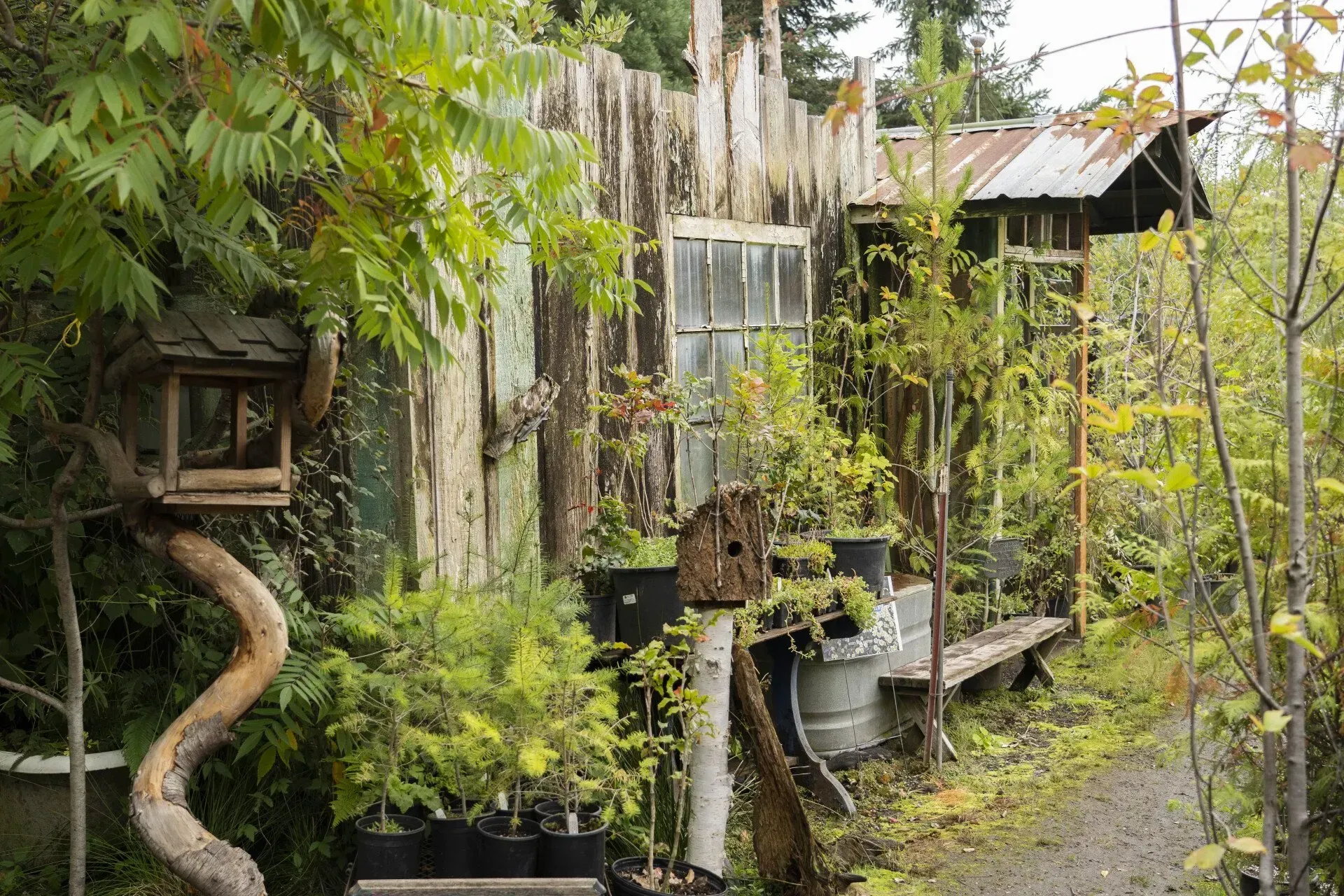 Rustic wooden shed overgrown with greenery, birdhouse on a curved branch in the foreground.