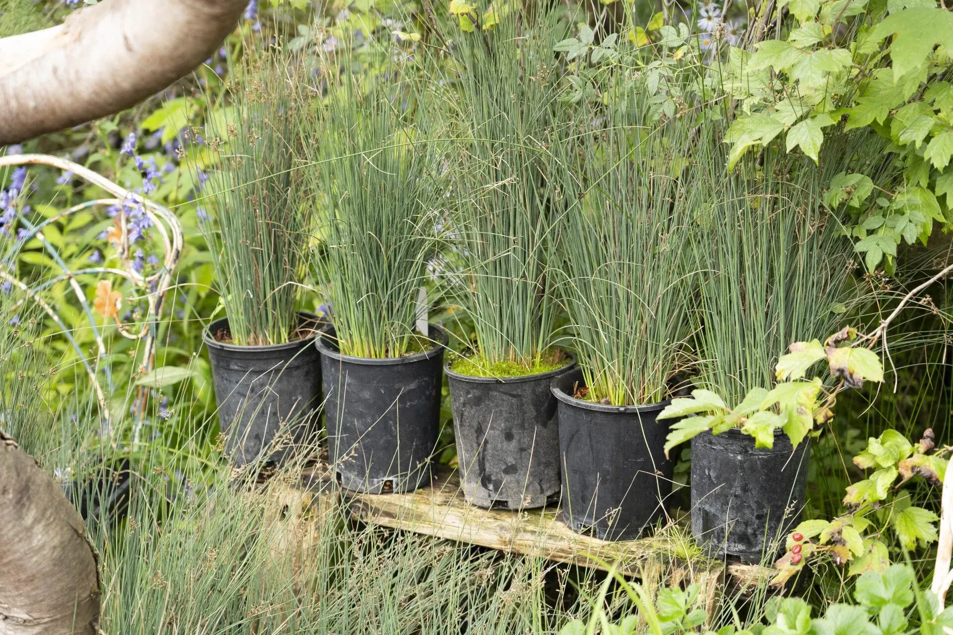 Five potted plants with tall, thin green foliage sit on a wooden shelf.