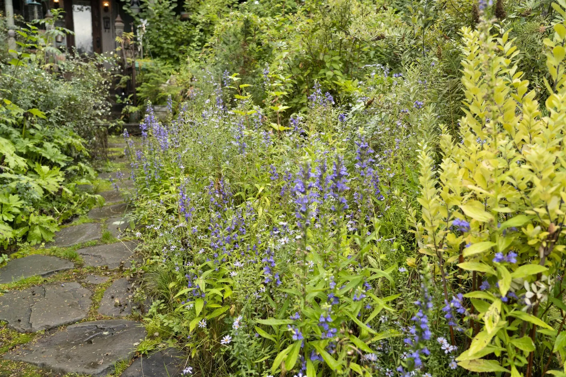 Stone path through a lush garden with purple and yellow flowering plants. Overgrown, natural setting.