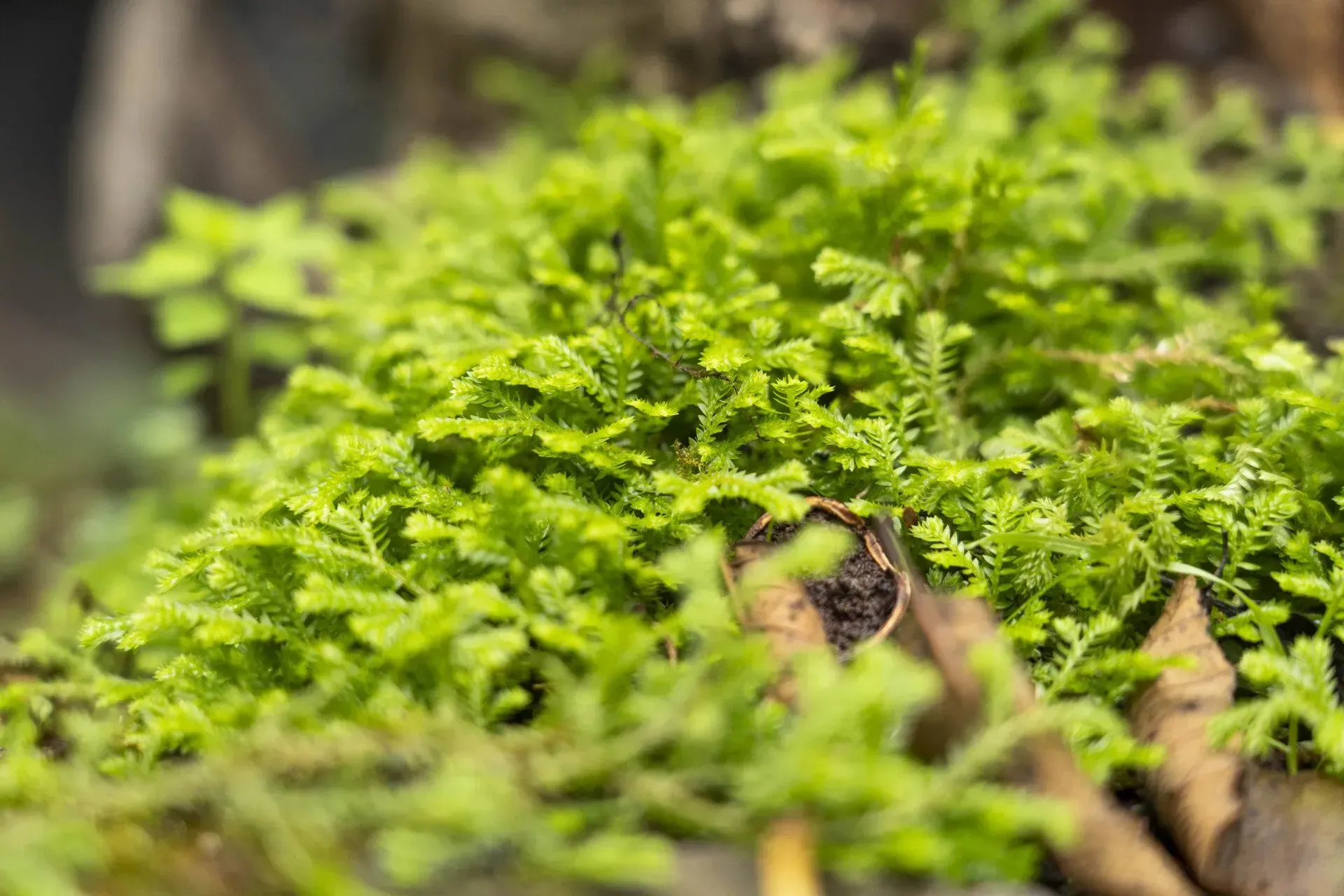Green moss covering a surface, with visible fine textures and a hint of brown wood.