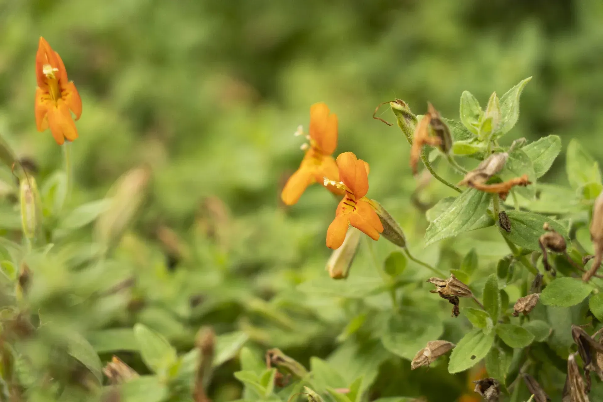 Orange wildflowers bloom amidst green foliage.