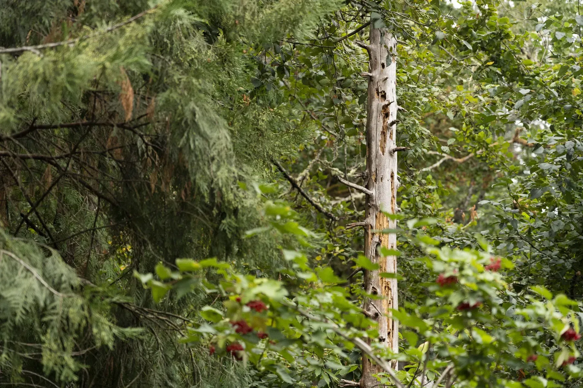 A tall, bare tree trunk stands among lush green foliage in a forest.