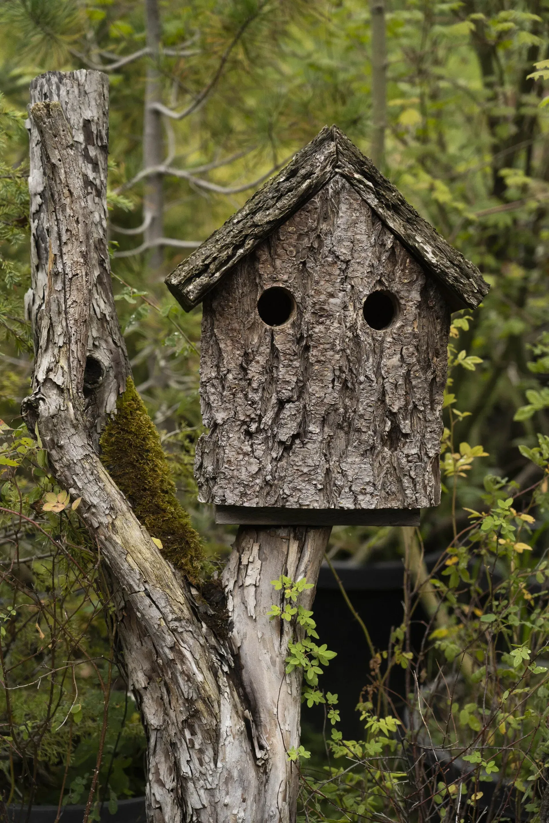 Birdhouse made of bark perched on a tree stump with two circular openings; set in a wooded environment.