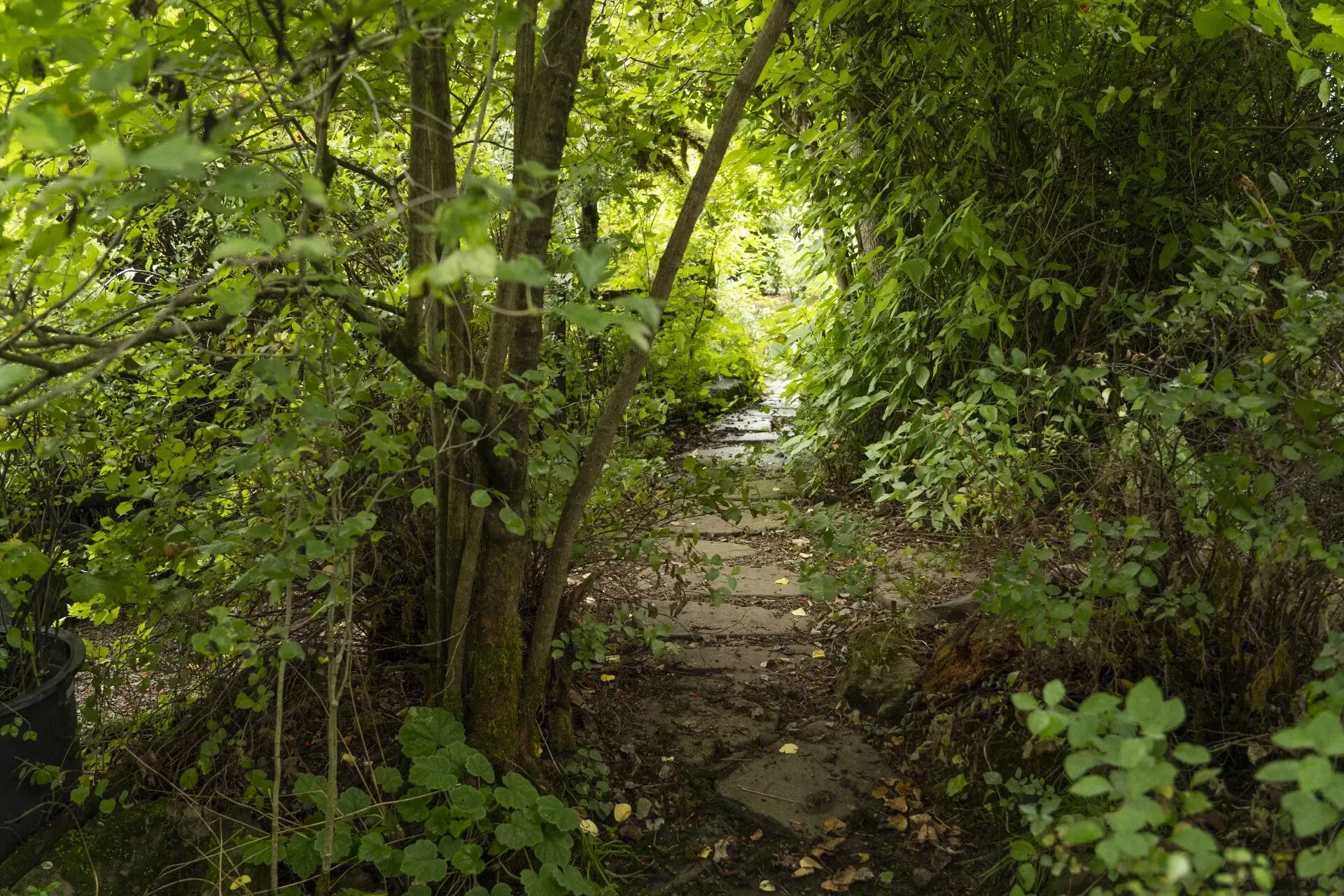 Path through lush green foliage, leading to light at the end.