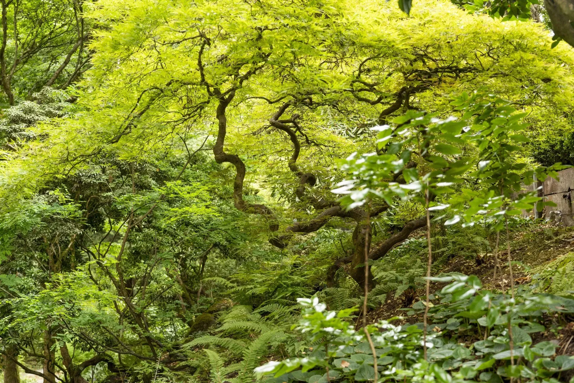 A lush green garden scene with a winding tree illuminated by sunlight, surrounded by various leafy plants.