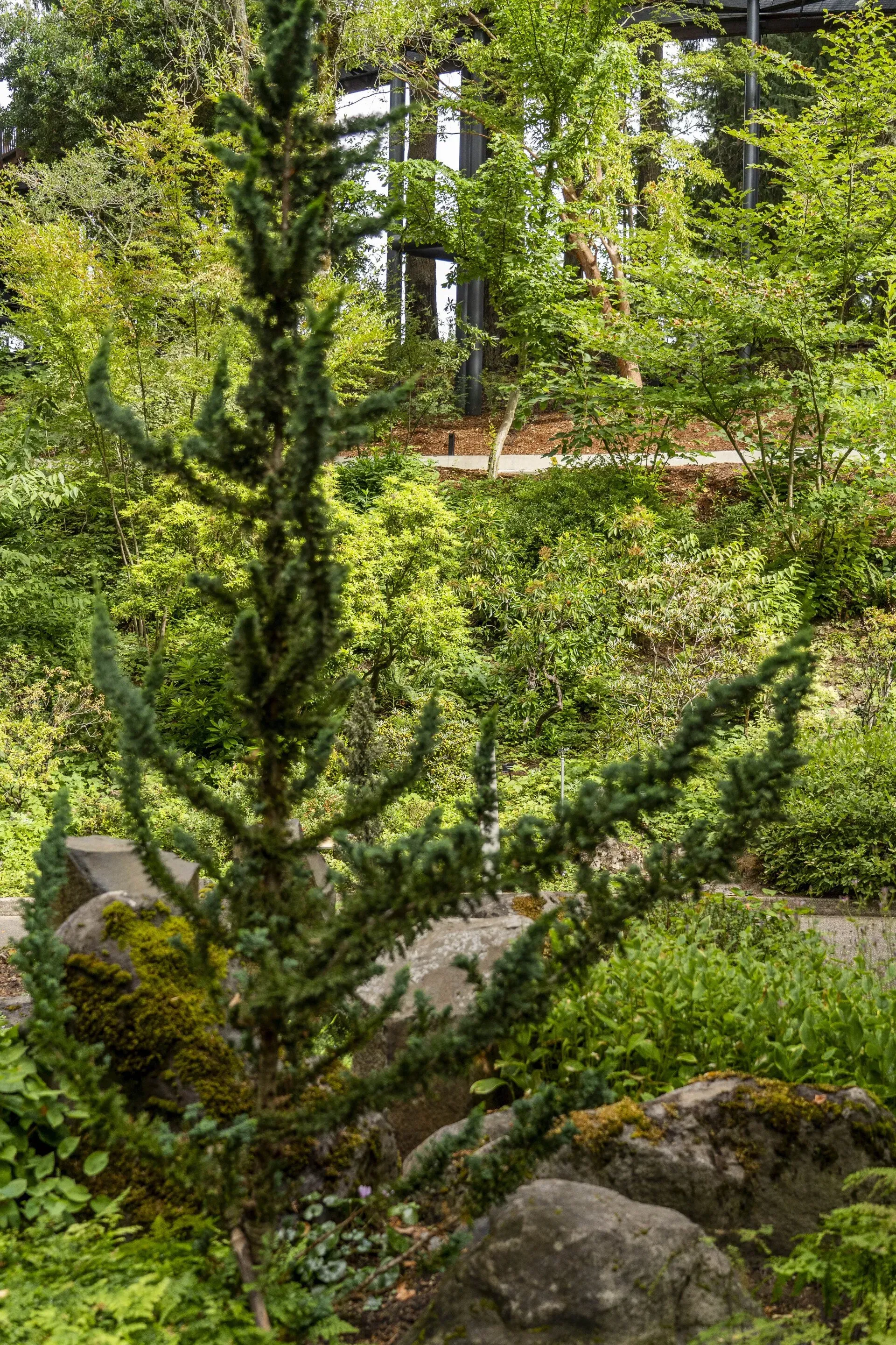 A young, spiky conifer tree growing among rocks and lush greenery in a garden setting.