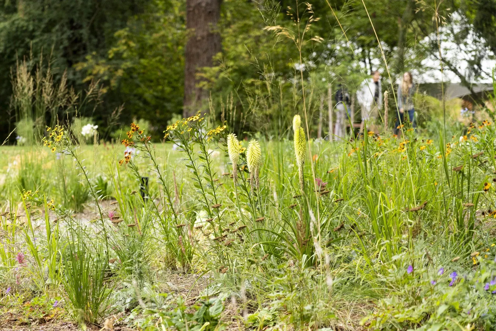 Lush garden with tall yellow flower spikes and various green plants, in a sunny park setting.