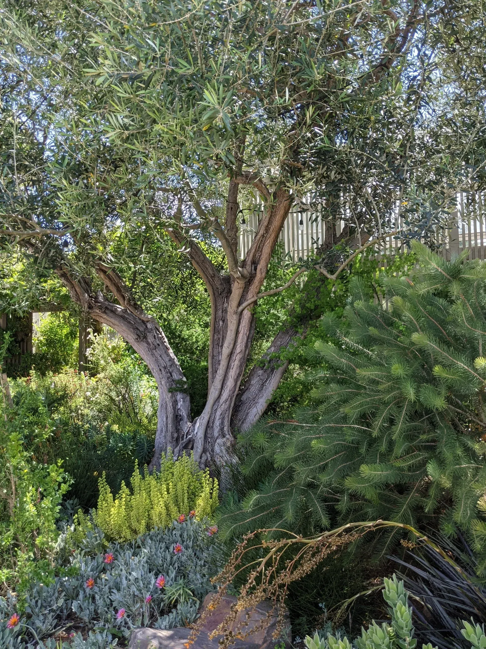 Olive tree with a thick, textured trunk, surrounded by green foliage and low-lying plants.