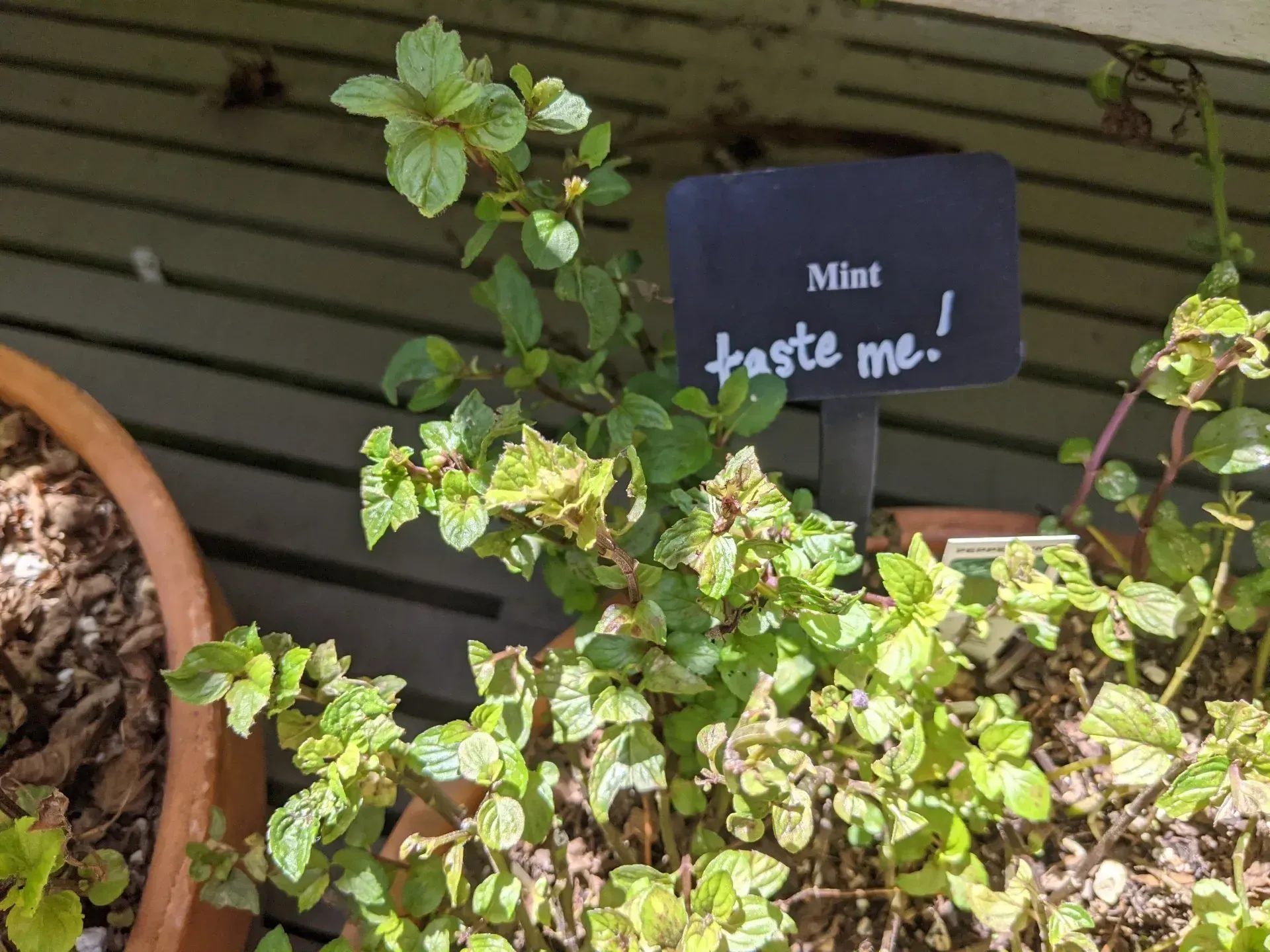 Mint plant with a 