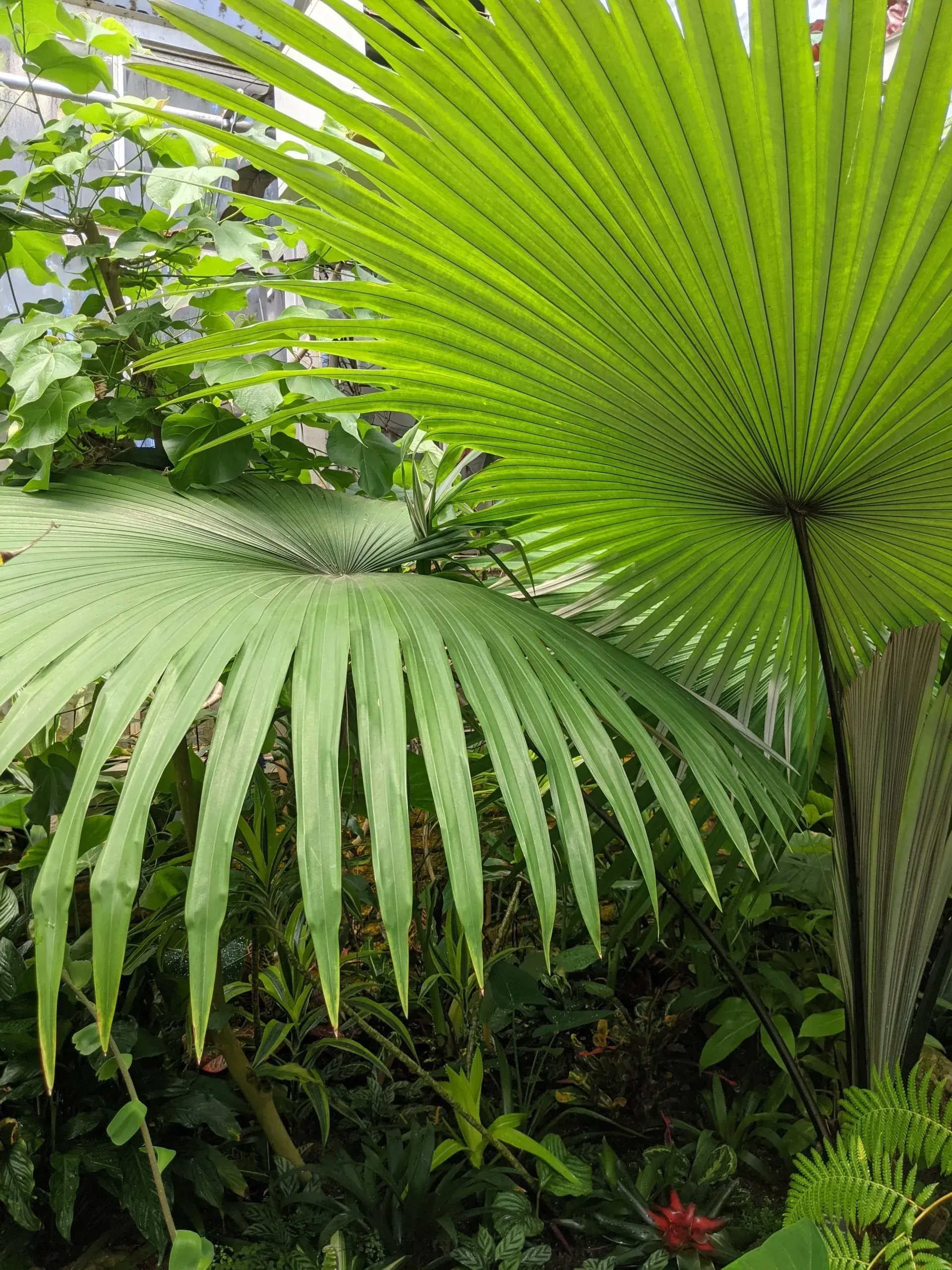 Lush green palm fronds with a fan-like structure, contrasted against other foliage in a bright, natural setting.