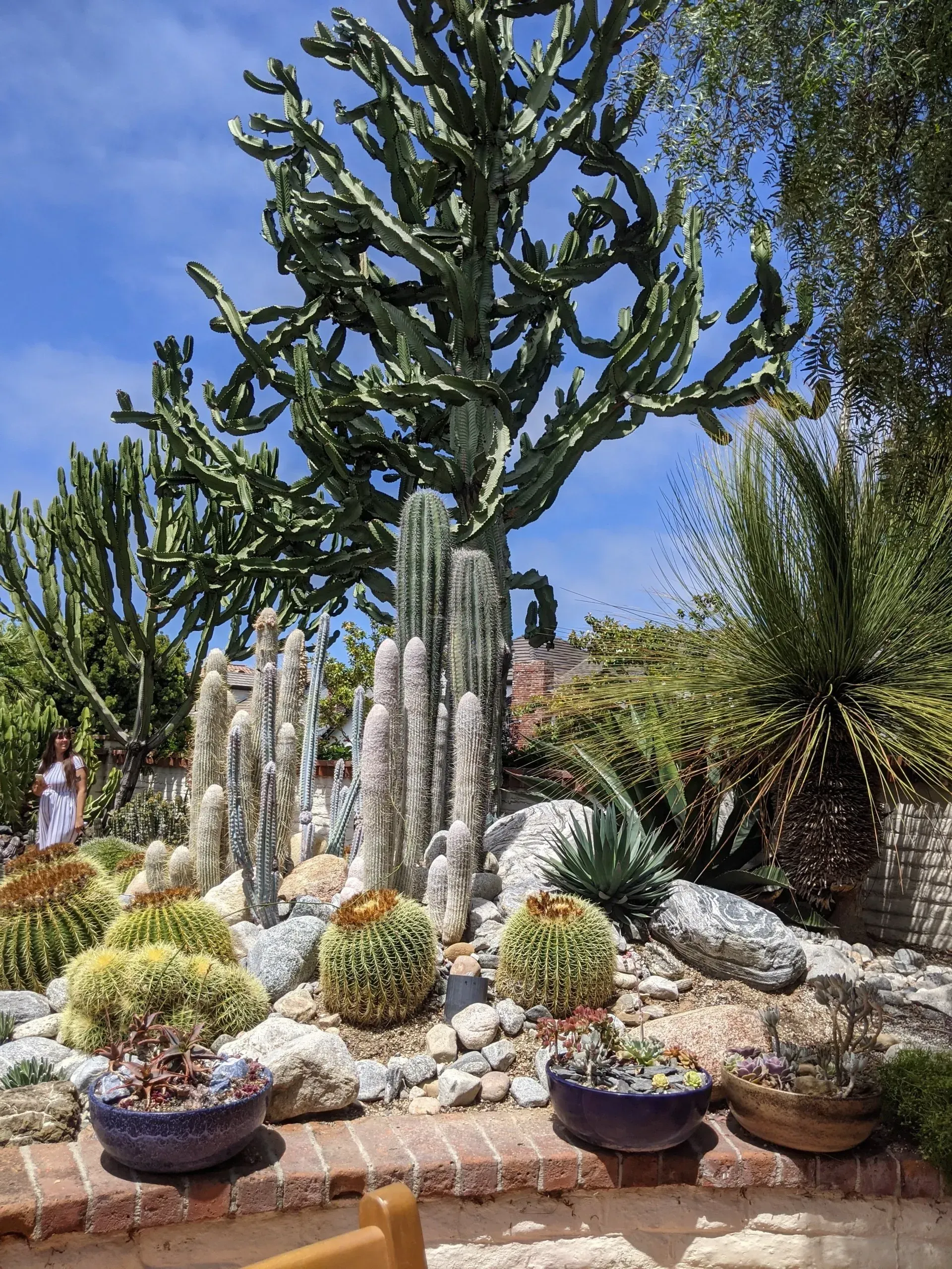 Desert garden with a large, branching cholla cactus.