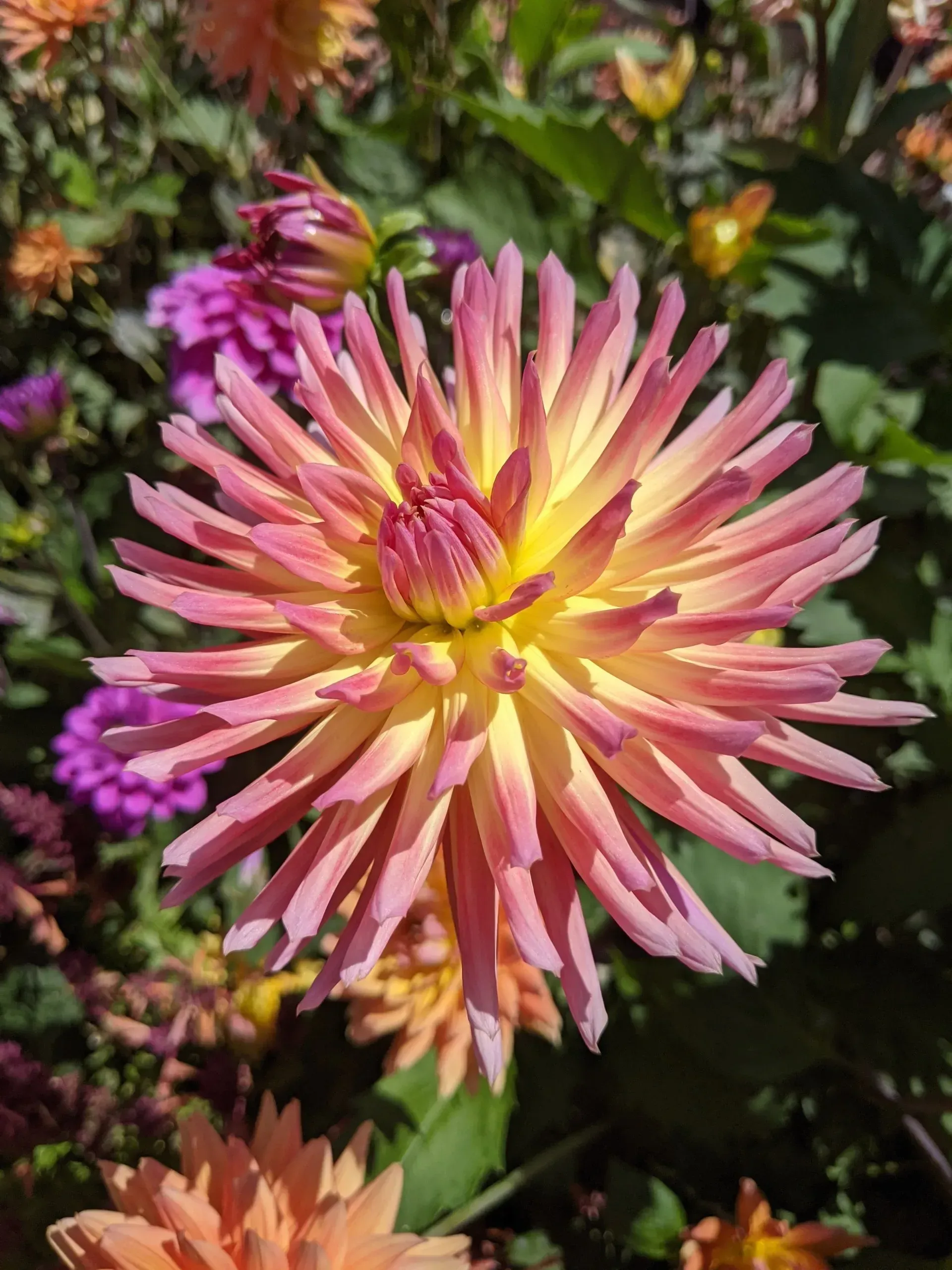 A vibrant dahlia with pink and yellow petals blooms in a garden setting, with hints of other flowers in the background.