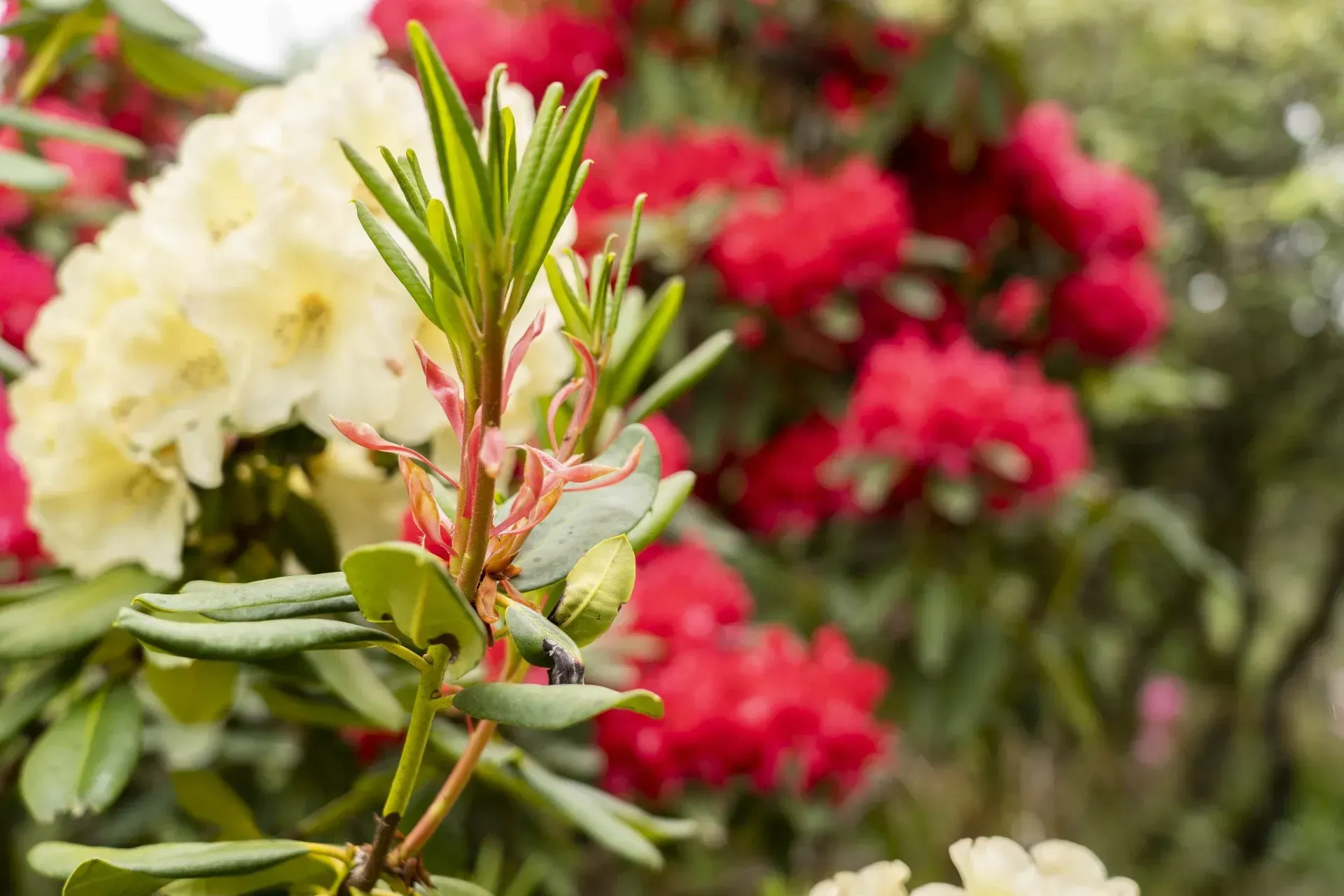 Close-up of a plant with new green growth in front of blurred red and yellow rhododendron blooms.