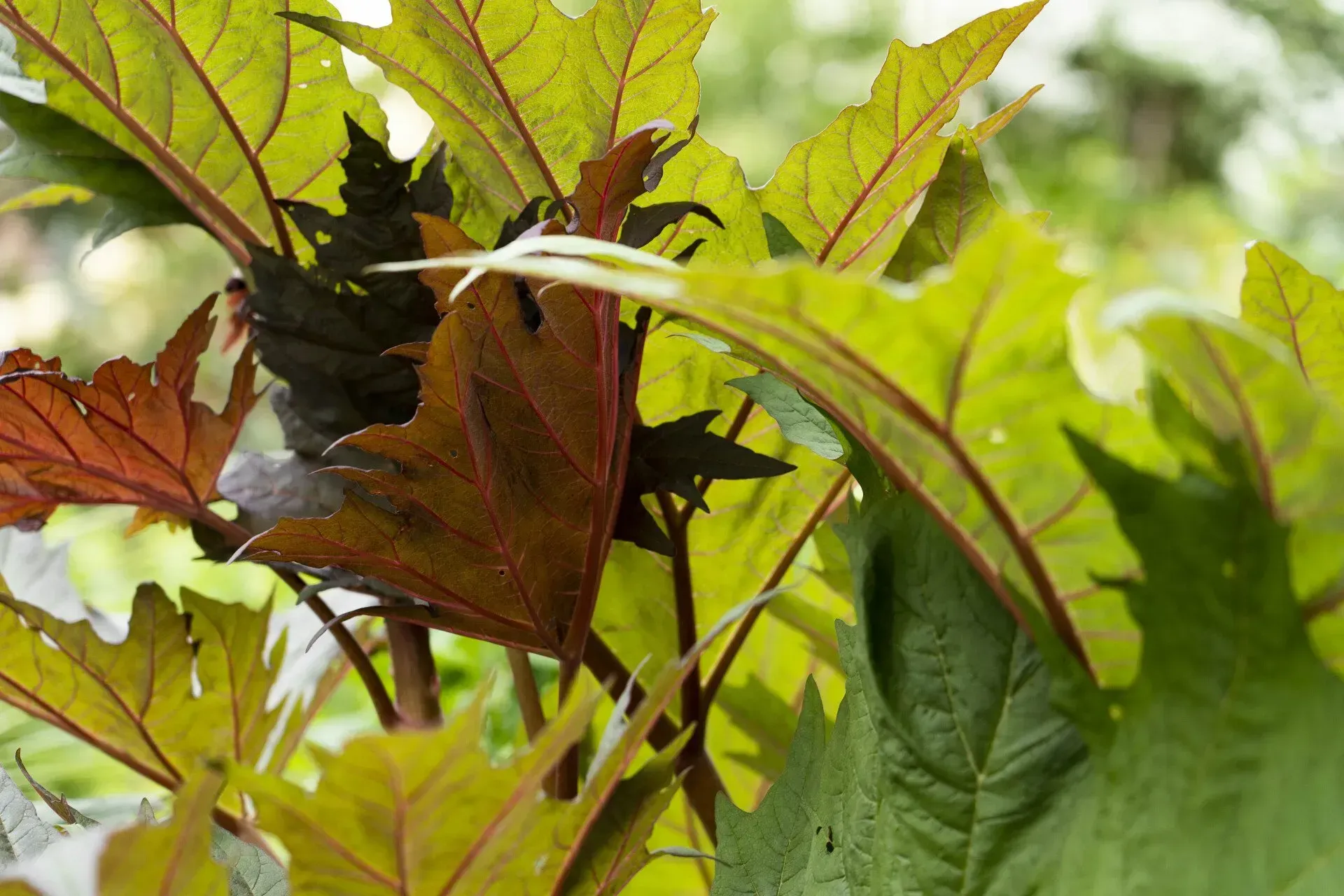 Close-up of a plant with large, lobed leaves in varying shades of green, red, and purple, with red veins.