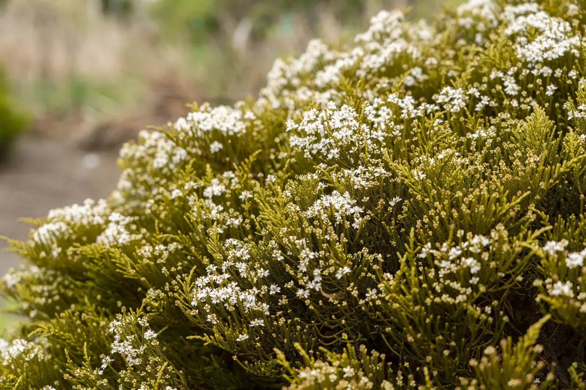 Close-up of a bush with small, white flowers and olive-green foliage, outdoors.