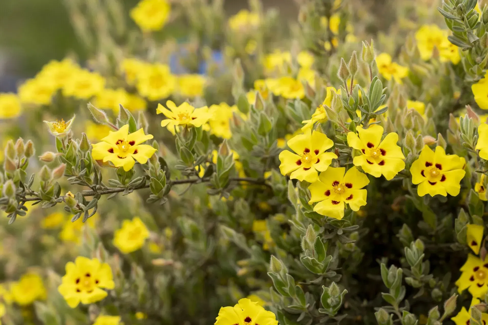Yellow flowers with red centers bloom on a green and gray shrub, providing a burst of color.