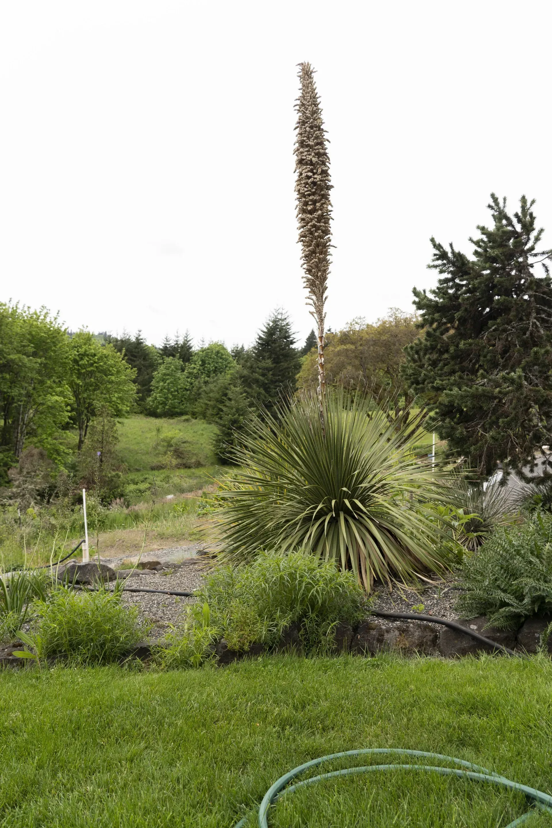 A tall, brown-stalked yucca plant with a dense, spiky base dominates a garden scene, with a green lawn in the foreground.