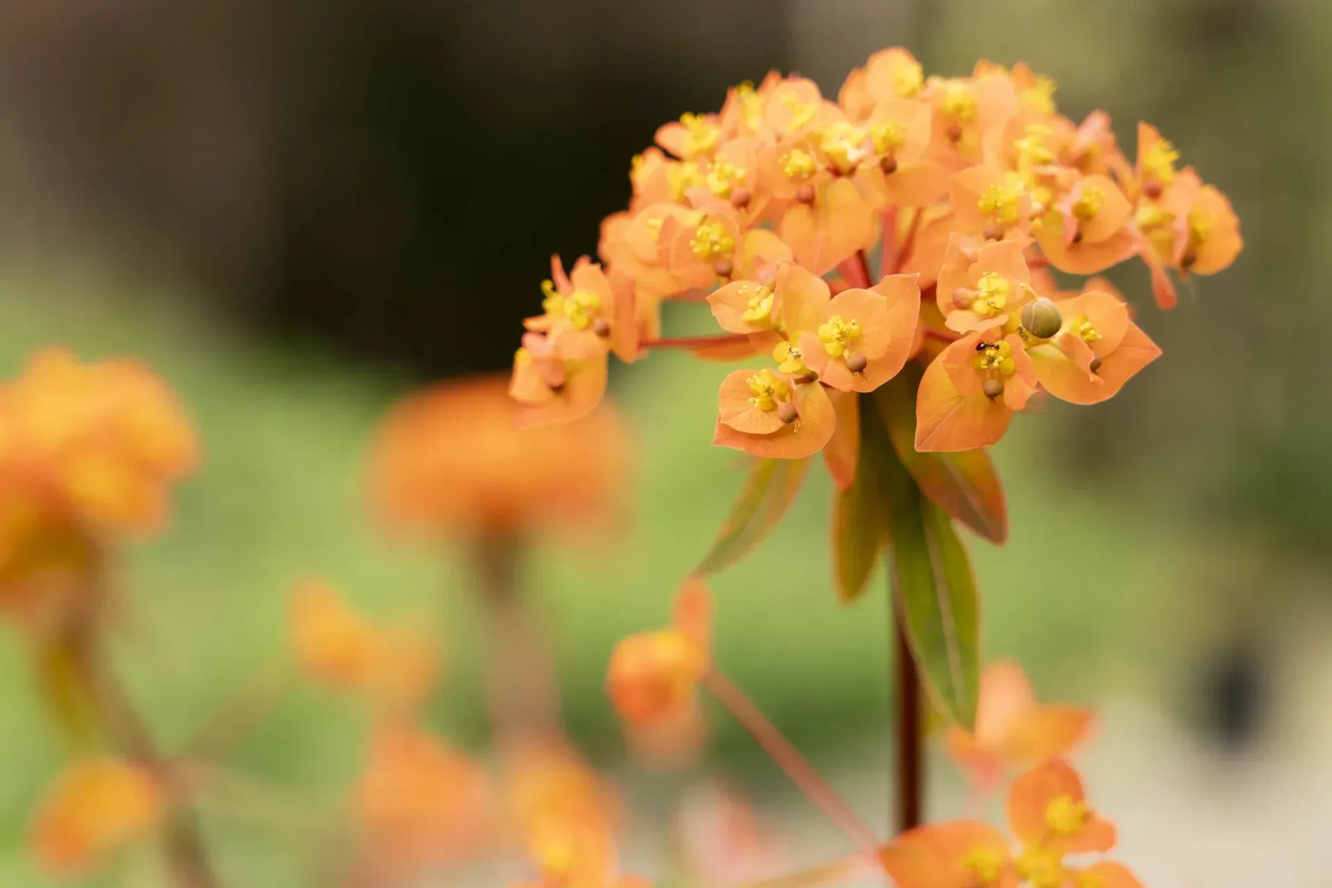 Close-up of vibrant orange flowering spurge with green leaves against a blurred background.