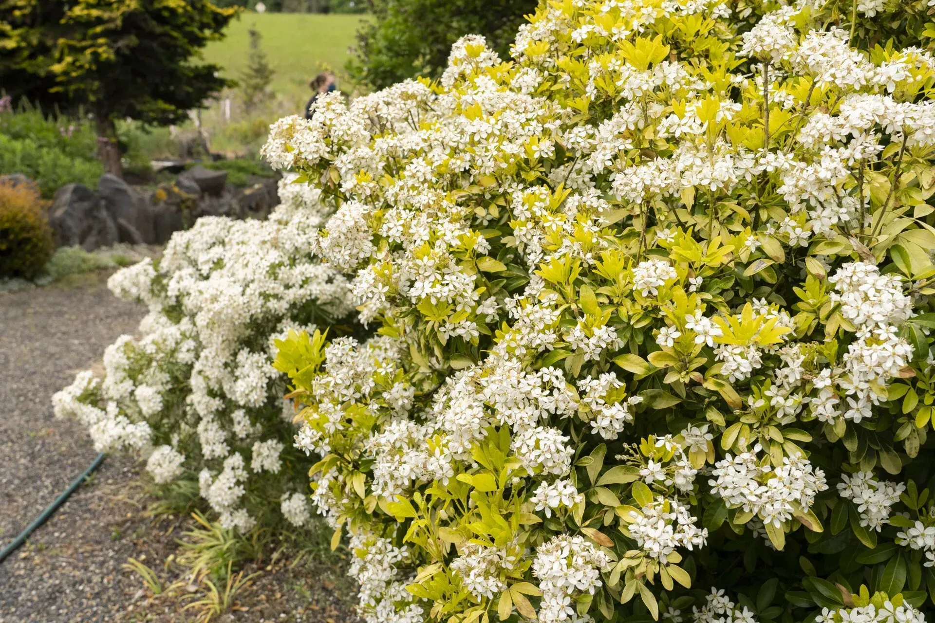 Bush with clusters of white flowers and golden-green foliage. 