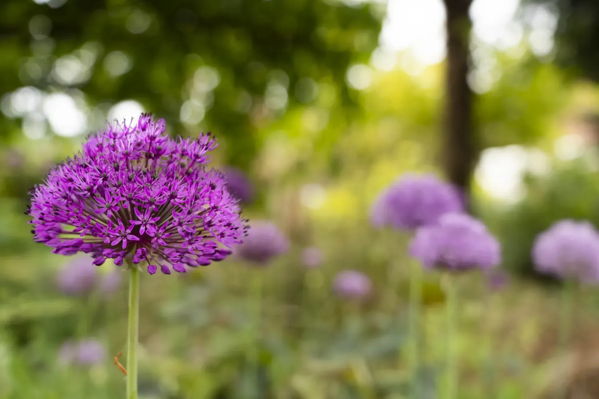 A vibrant purple allium flower in focus with a blurred garden background of other alliums.