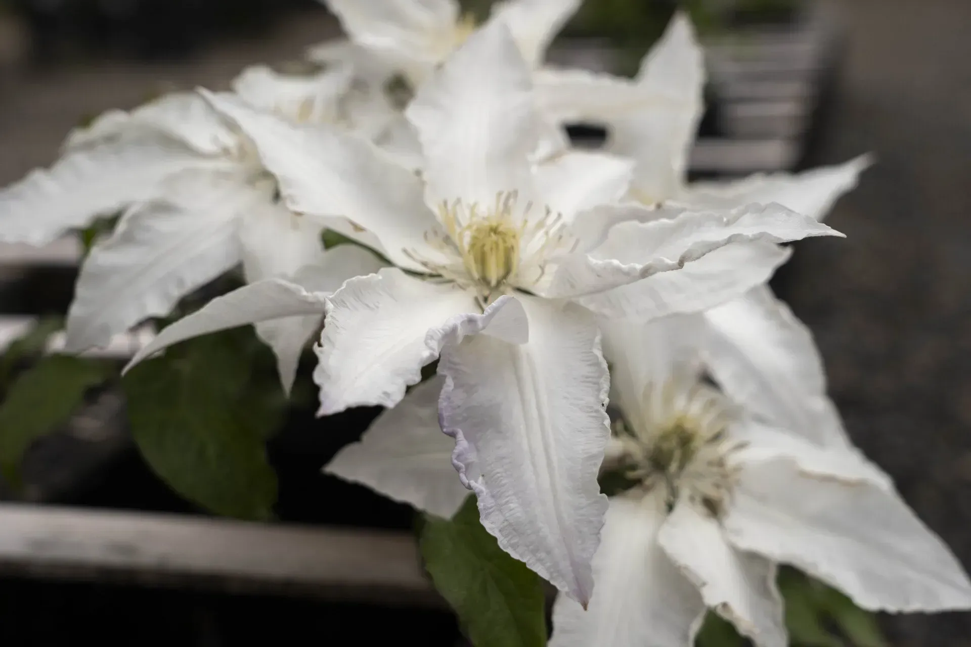 Close-up of white clematis flowers with ruffled edges and a yellow center, in a garden setting.