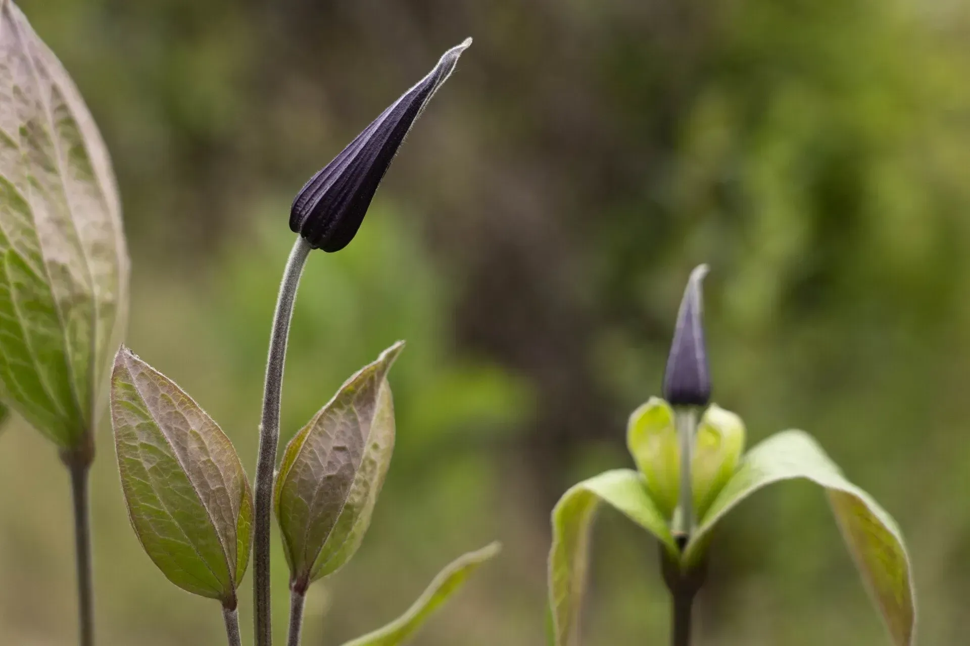 Dark purple flower bud and emerging flower, with green and tan leaves, against a blurred green background.