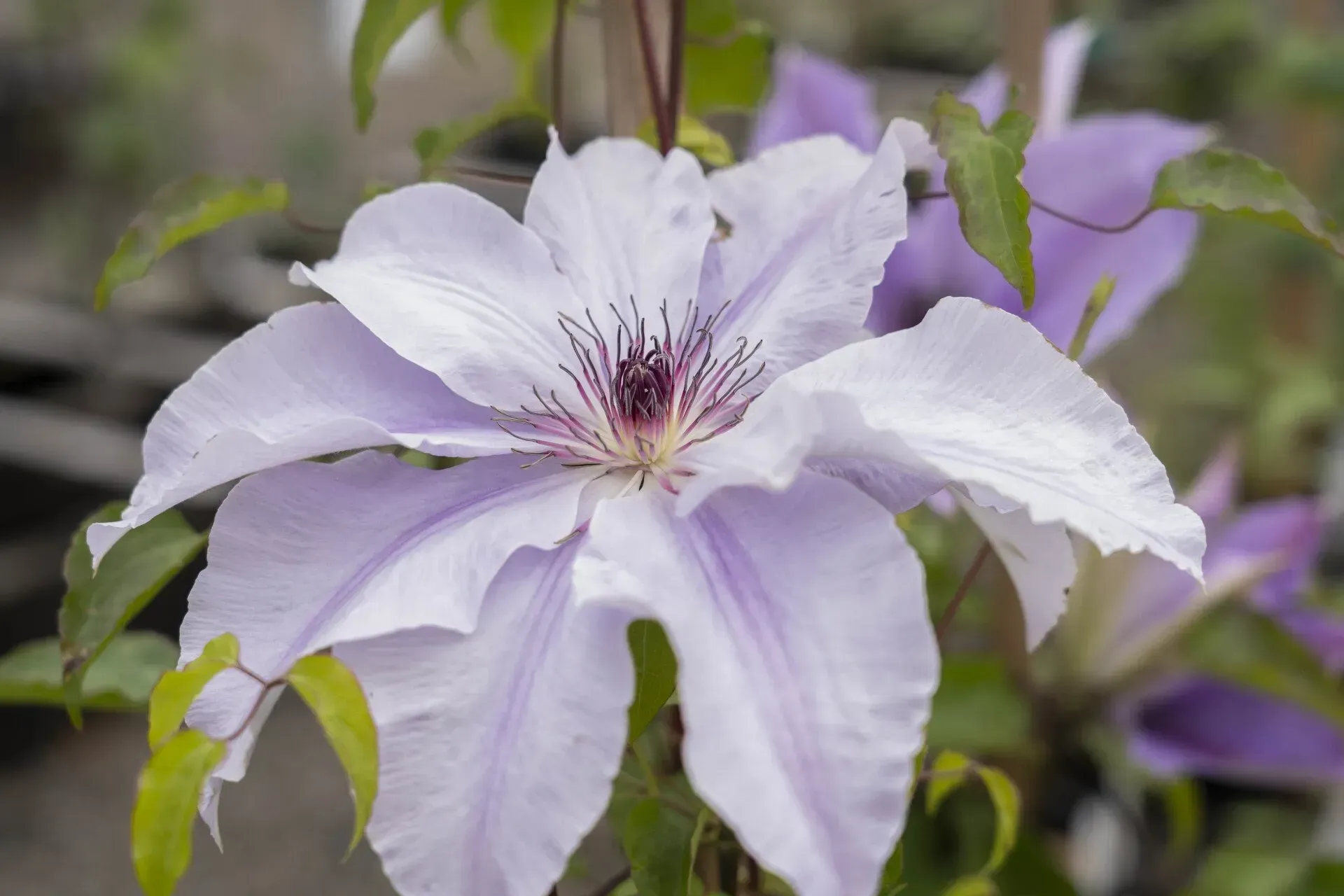 Pale lavender clematis flower with a dark purple center, surrounded by green leaves.