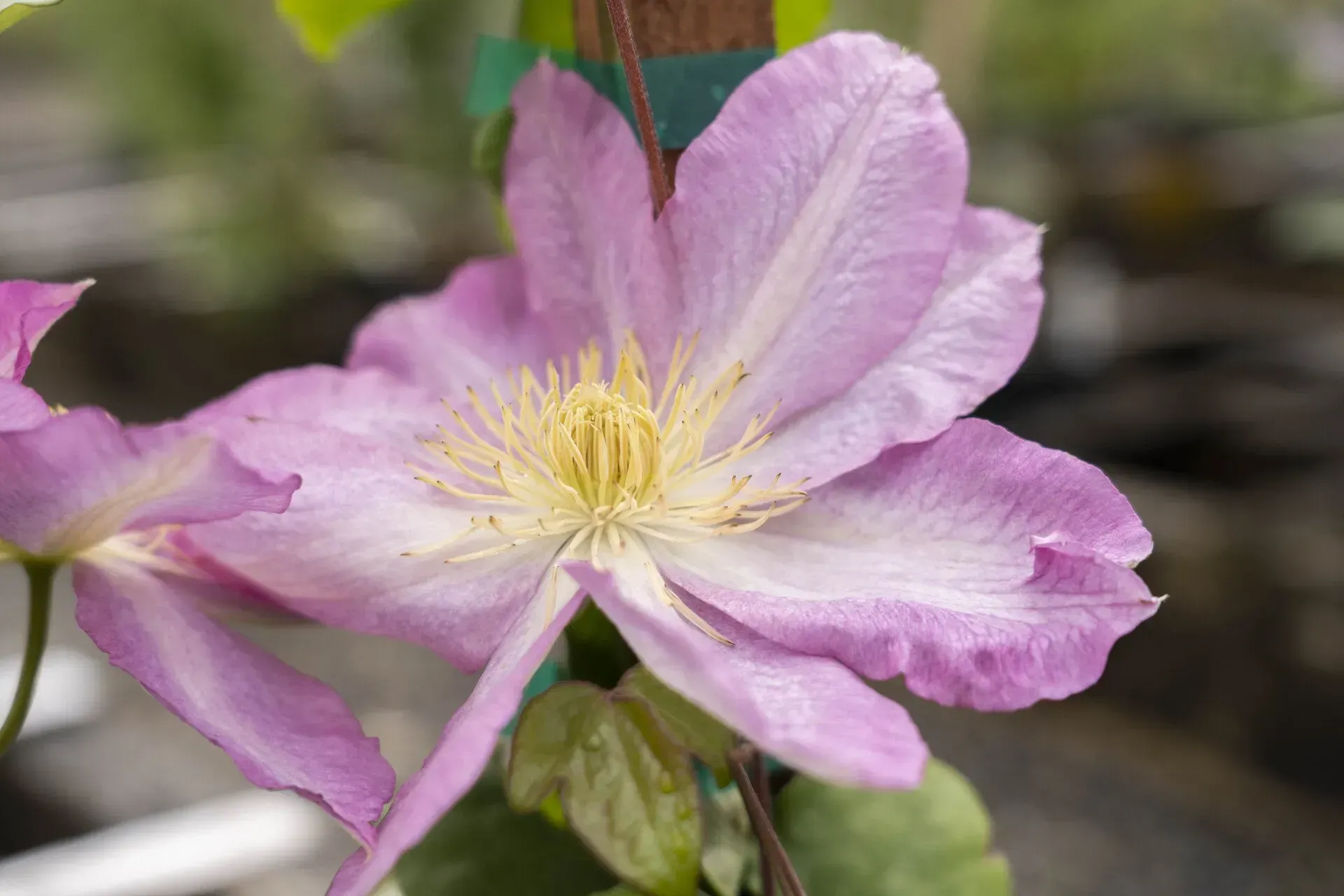 Light purple clematis flower with yellow center, set against green foliage.