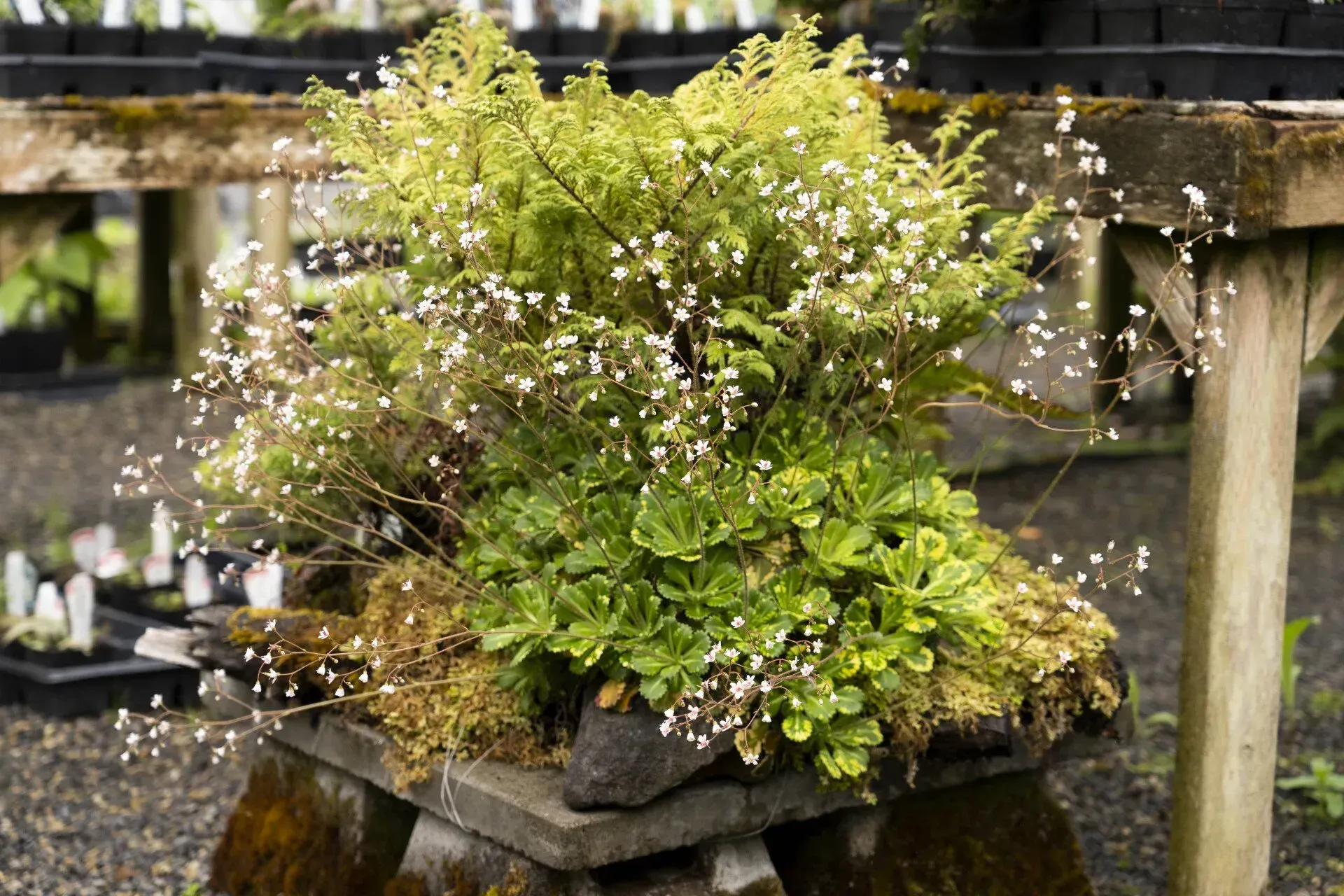 A rock garden display with lush green foliage and small white flowers, sitting on a stone structure in an outdoor setting.