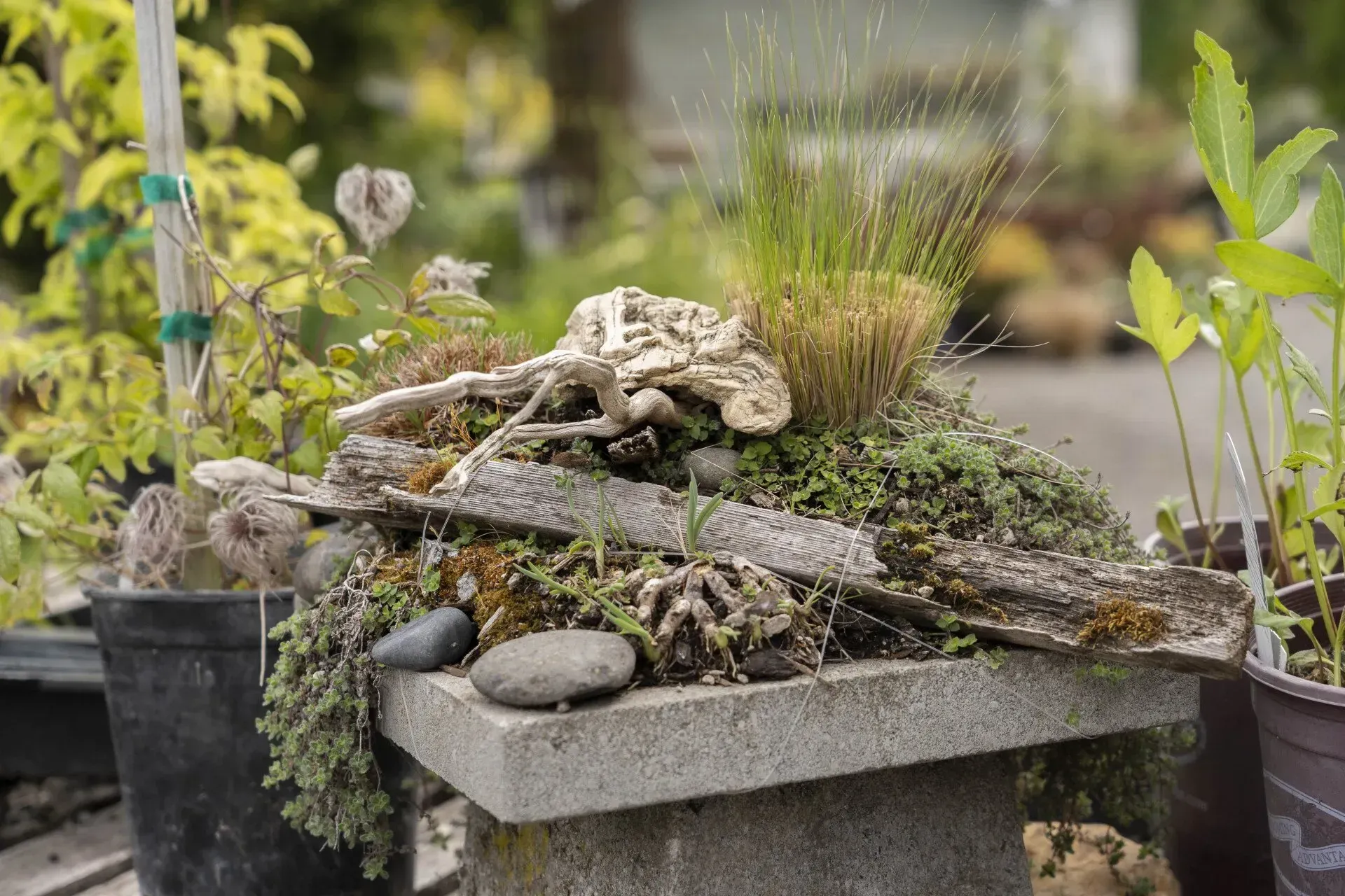Small garden display atop a concrete pedestal, featuring driftwood, various green plants, and small stones.
