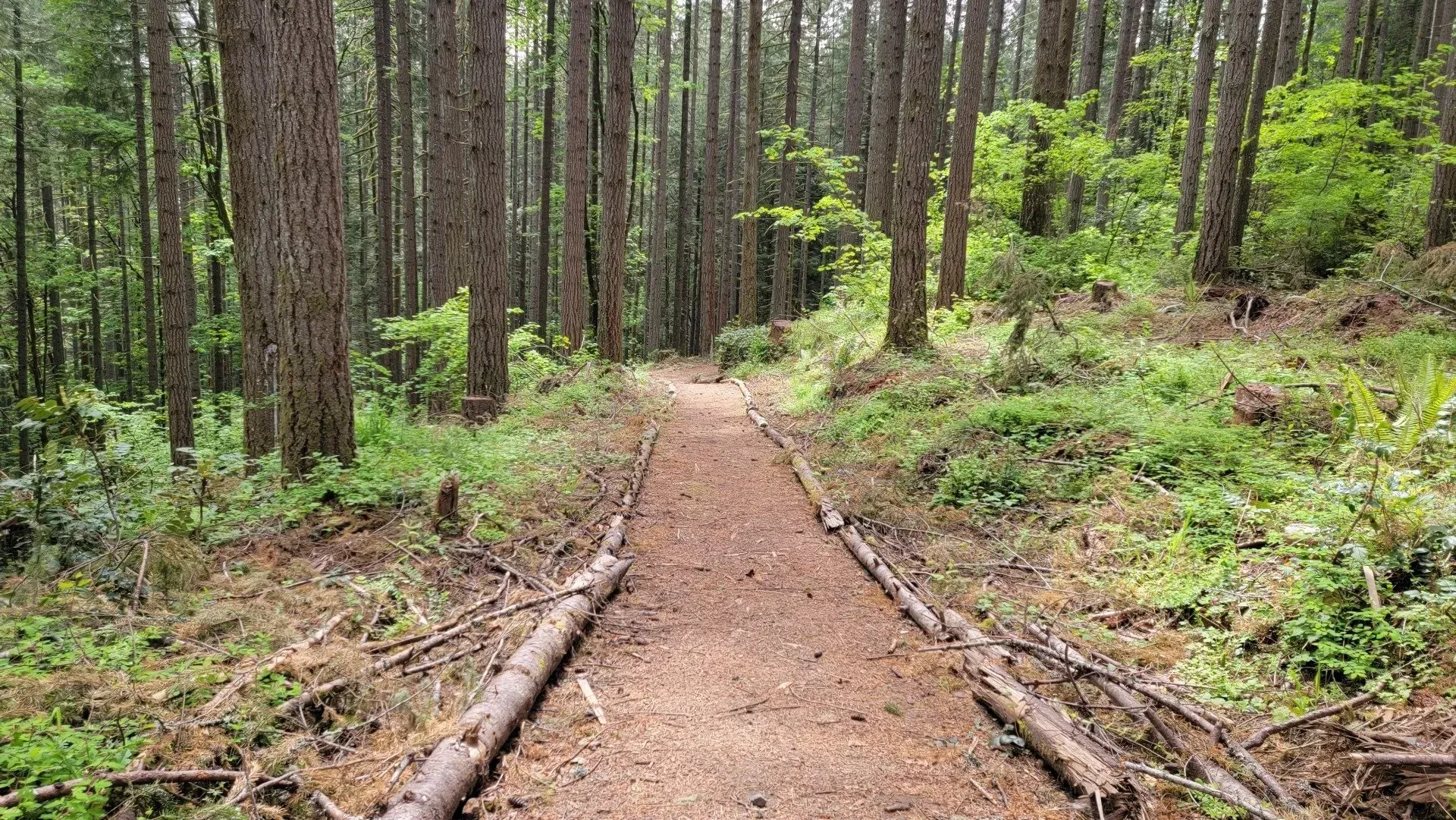 A dirt trail winds through a forest of tall, slender trees, with greenery on the sides.