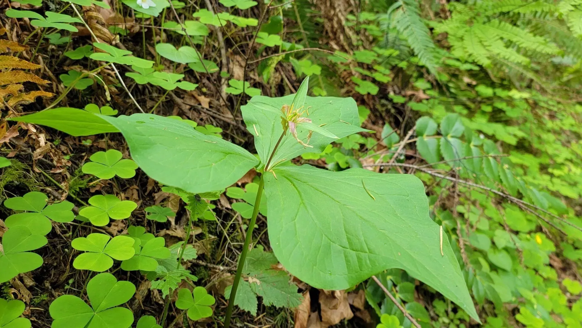 Green plant with three large leaves and a wispy flower head, set against a backdrop of other foliage and woodsy ground.