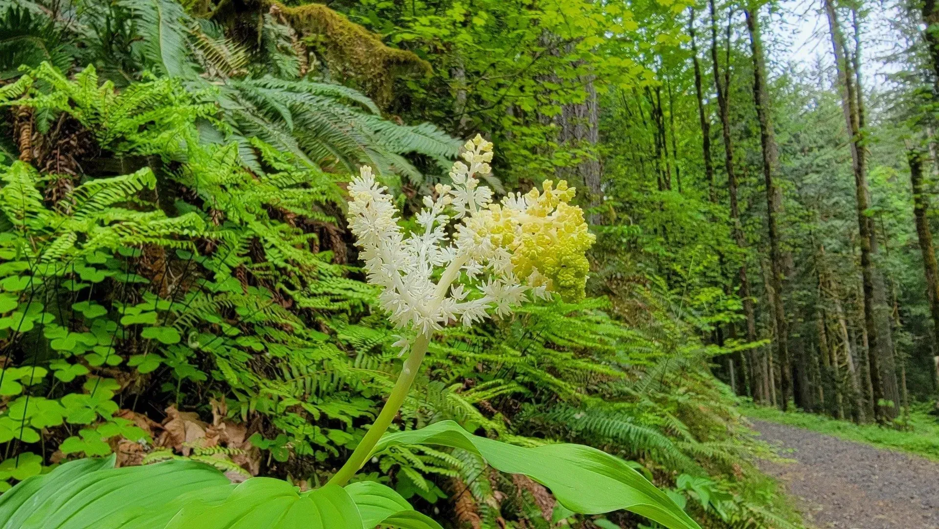 White and yellow flower blooms on a tall stem against a backdrop of green ferns, mossy bank, and a path in a forest.