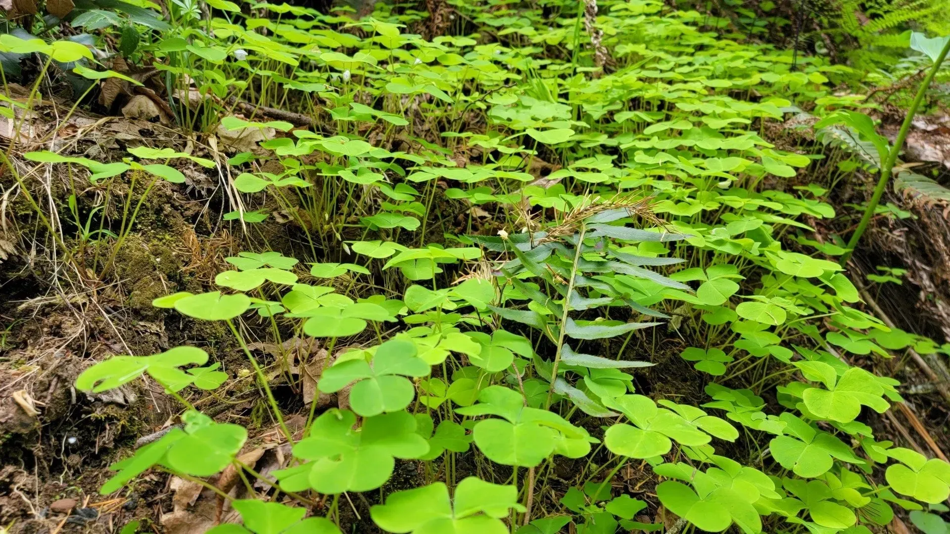 Clump of bright green clover-like plants growing densely on a forest floor, mixed with ferns and brown leaf litter.