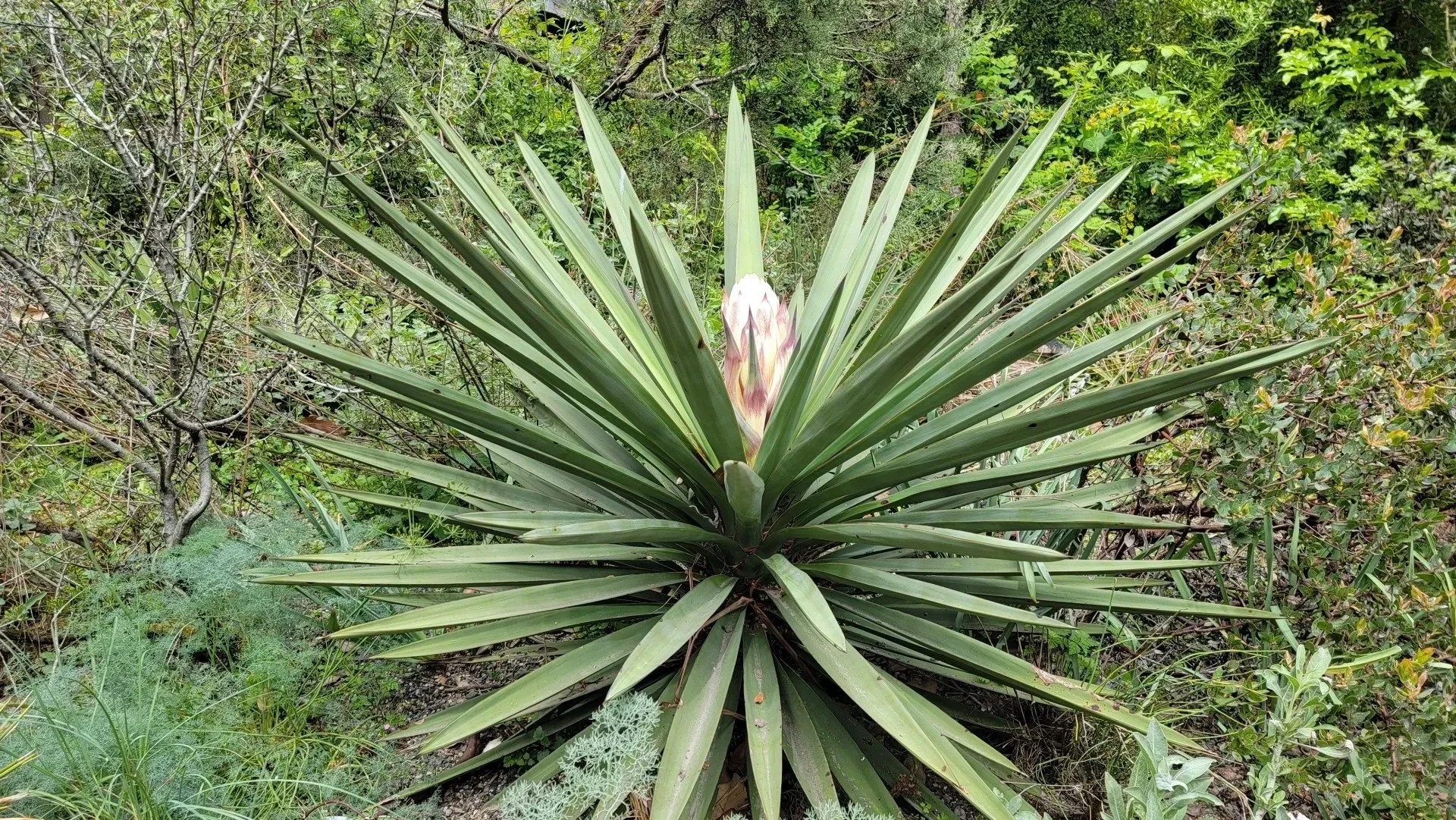A spiky yucca plant.