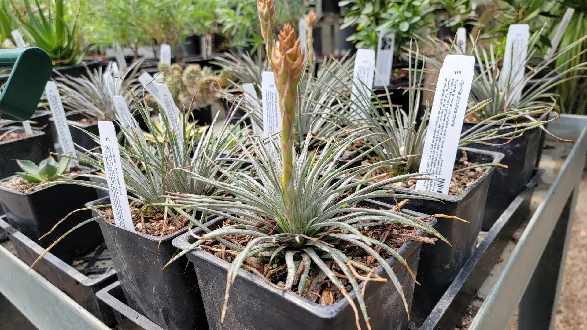 Potted silver-green succulent plants with long, thin leaves, arranged on a shelf. One plant has a tall, brown flower stalk.