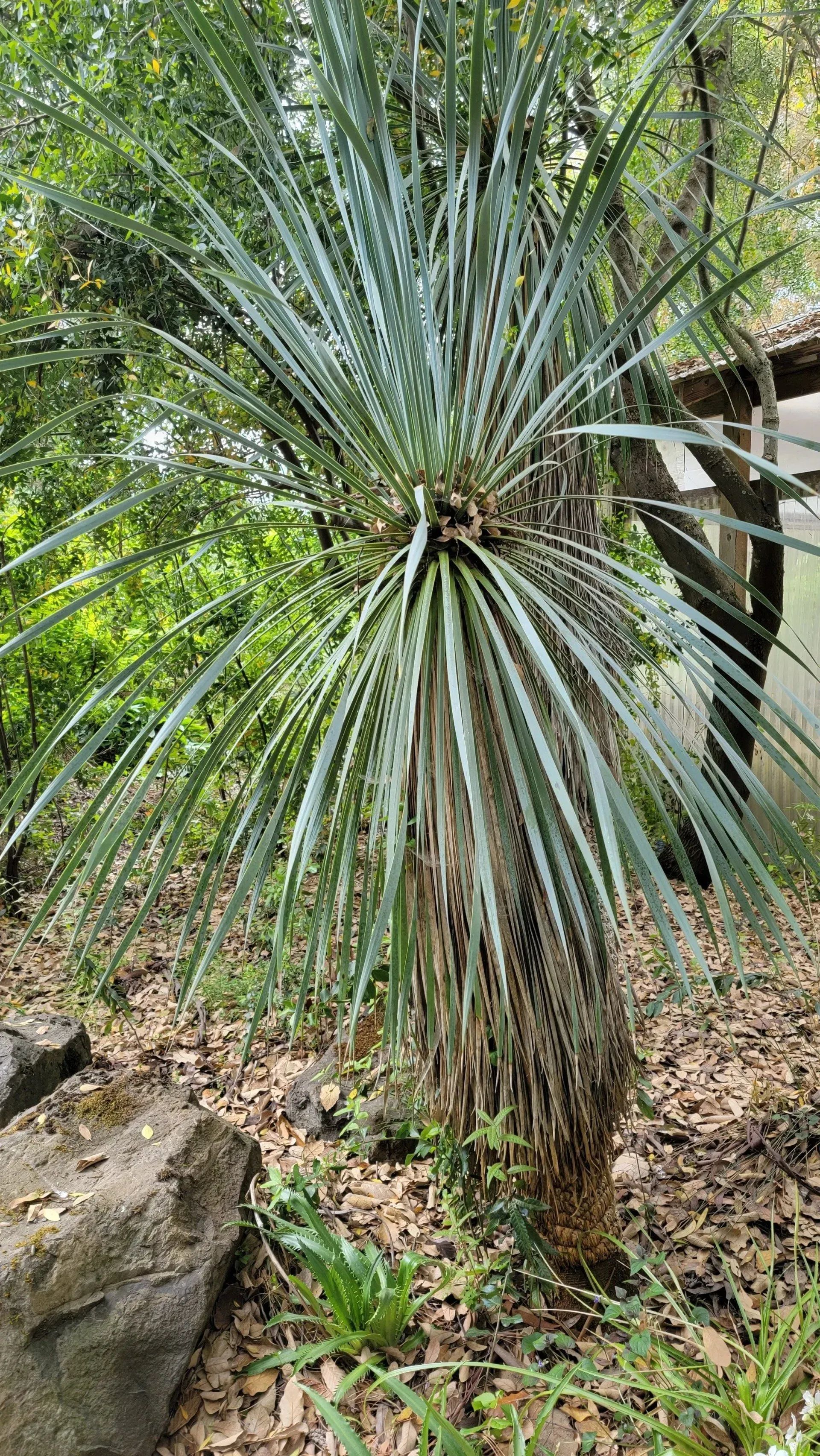 A spiky Yucca plant with long, blue-green leaves on a rough, brown trunk. It grows in a garden setting.
