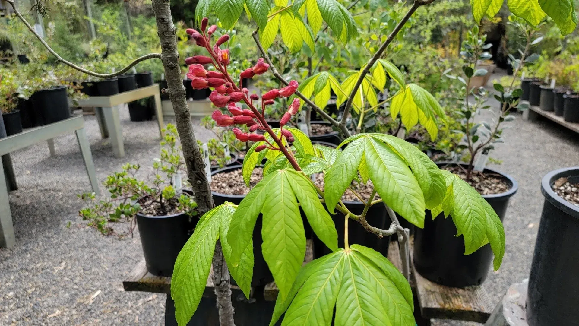 Red buckeye tree with reddish-pink flower spikes and bright green leaves in a nursery setting, surrounded by potted plants.