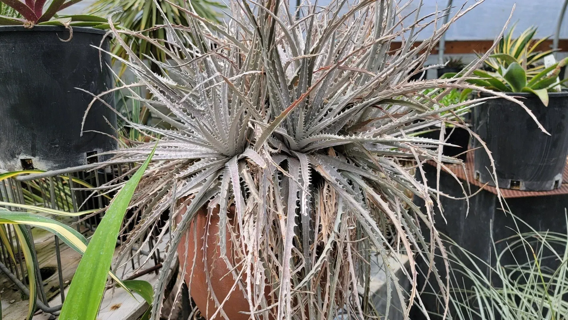 Spiky, gray bromeliad in a brown pot, surrounded by other potted plants in a greenhouse setting.